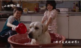 人狗奇缘在线观看,跨越物种的深情羁绊